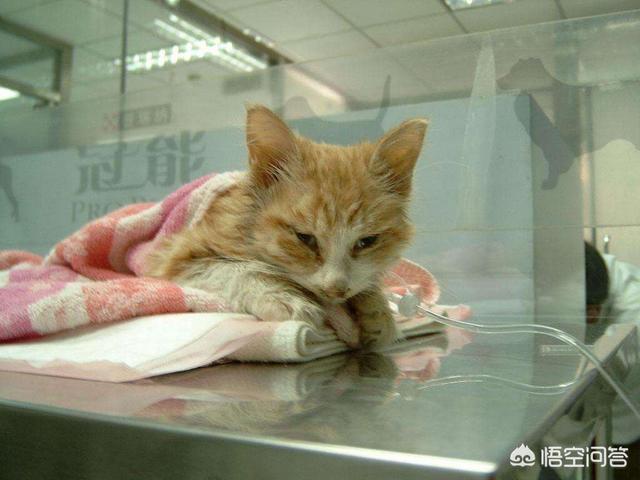 猫瘟试纸一条线不明显:买的猫有猫瘟传染给自家的猫怎么办？
