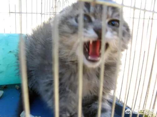 三个月猫不认主人乱咬乱抓:猫离家两个月回来后不认家，不认人，不认猫，为什么？
