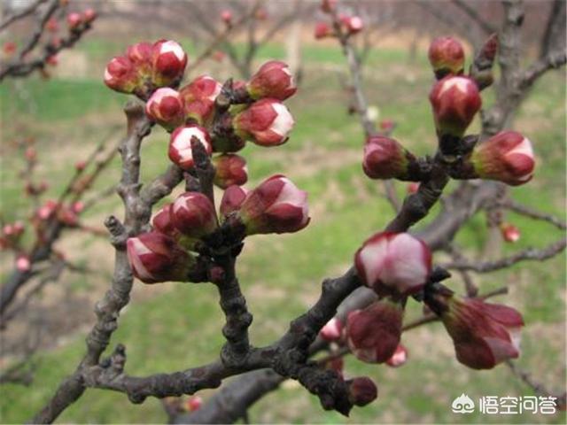 头条问答 杏花开放的时候可以浇灌树吗 10个回答