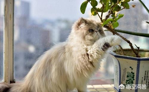 猫吃了猫薄荷饼干吐了:猫吃猫薄荷能吐毛球吗，猫咪吃猫薄荷能解决毛球吗？
