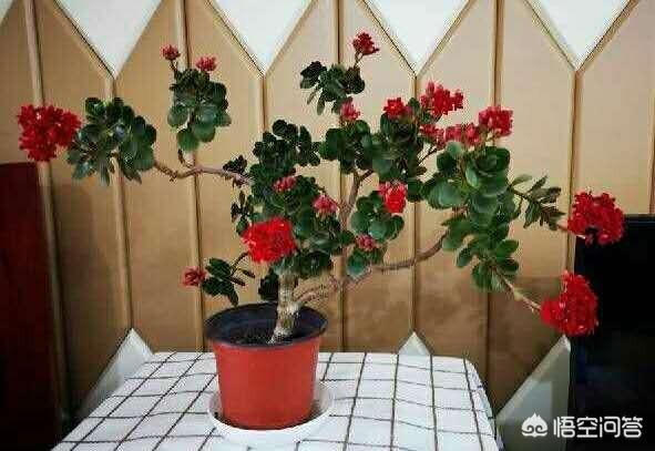 长寿花有毒吗家里能养吗:长寿花有毒吗，重瓣长寿花真能致癌吗？