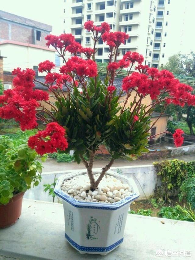 长寿花有毒吗家里能养吗:长寿花有毒吗，重瓣长寿花真能致癌吗？