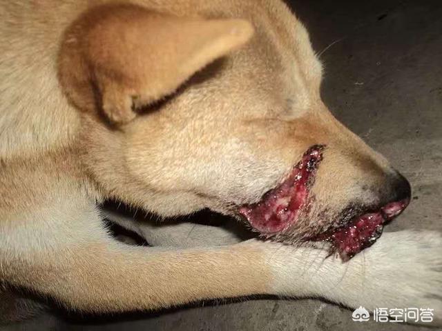 猫爪上狂犬疫苗多长时间内打:被宠物抓伤能用创可贴吗？要去打狂犬疫苗吗？