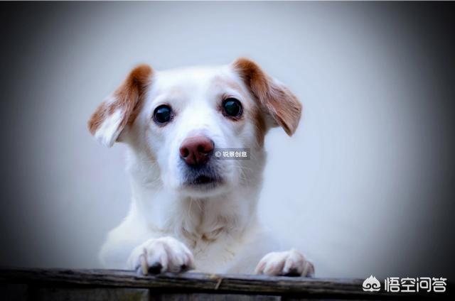 巴仙吉犬攻击过人吗:拿着刀靠近自己养的狗狗，会被攻击吗？