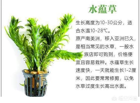 容易养的水草种类:新手开草缸养什么水草比较好养？