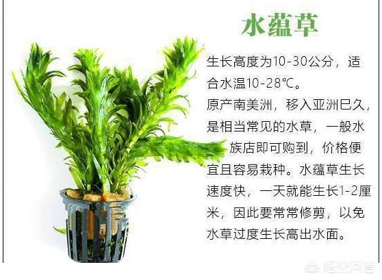 容易养的水草种类:新手开草缸养什么水草比较好养？