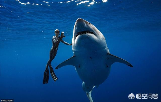 达摩鲨有多厉害，大自然里有哪些奇葩的生物