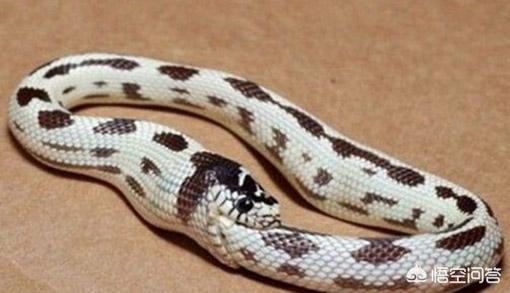 南非犰狳蜥药用功效:环箍蛇为何自食其身？对生活厌倦了吗？