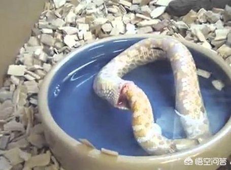 南非犰狳蜥蜴黑色:环箍蛇为何自食其身？对生活厌倦了吗？