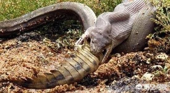 南非犰狳蜥蜴黑色:环箍蛇为何自食其身？对生活厌倦了吗？