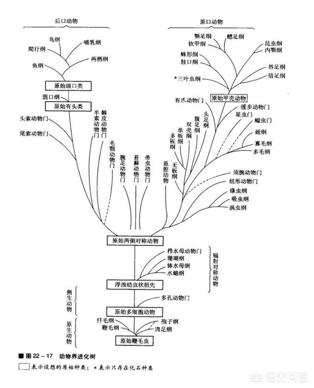 寒武纪为什么会突然的发生生物物种大爆发？