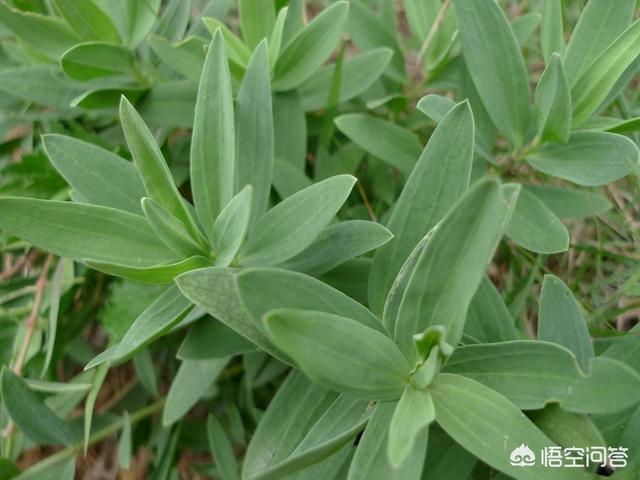农村山上随处可见的山麻楂菜你吃过吗？有什么营养,怎么做最好吃？