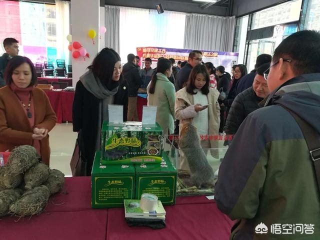 竹鼠和芒鼠:竹鼠能不能当宠物养？为什么？