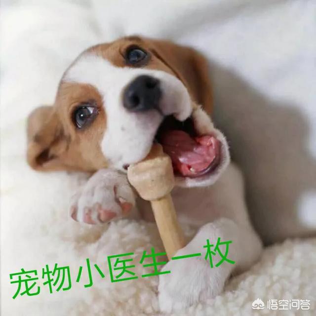 松狮好养吗:为什么大家都不太敢养松狮犬？