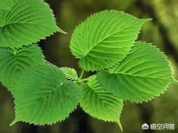 有没有好看的壁纸推荐？