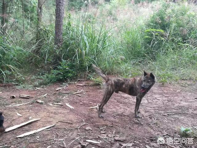中华田园犬吧:养“中华田园犬”会被人嫌弃吗？