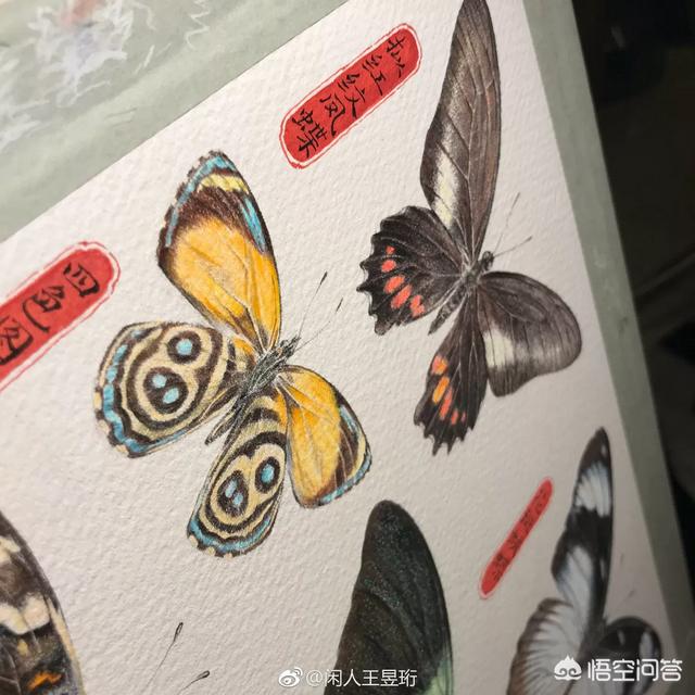 最强大脑王昱珩是哪一期:如何评价《最强大脑》的水哥王昱珩？