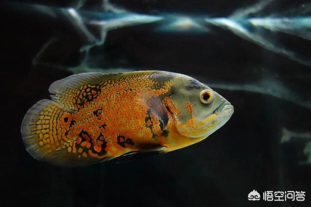 热带鱼地图鱼图片:地图鱼的饲养有哪些注意事项？