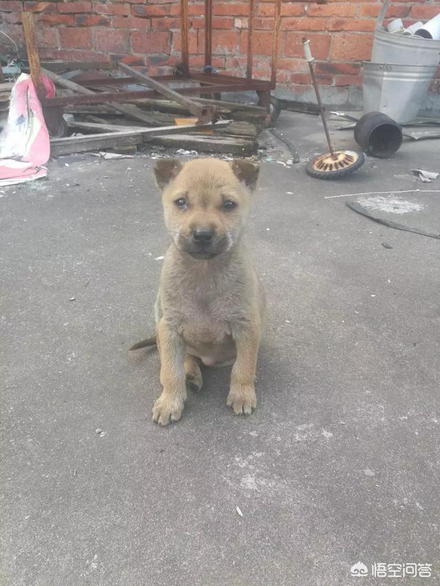 狂犬病的传播途径是唾液传播:宝宝手放到小狗嘴里又把小手放在自己嘴里会感染狂犬病毒吗？