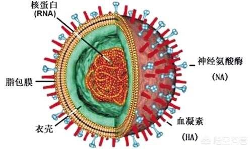 病毒爆发和疫苗接种：新冠病毒疫苗接种