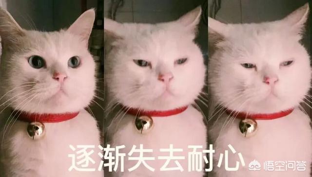 母猫绝育后大小便去猫砂盆吗:猫咪拉屎不埋是怎么回事？