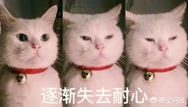 为什么我家猫不会埋屎:猫咪拉屎不埋是怎么回事？