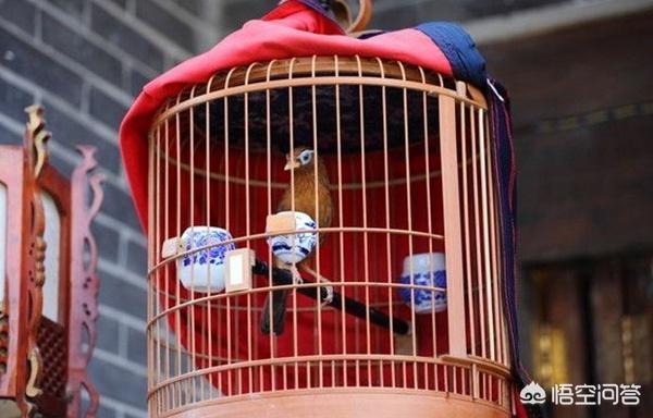 画眉鸟打斗眼睛图片:为什么说画眉鸟“打不打看眼水，耐不耐看脚下”？有什么道理吗？