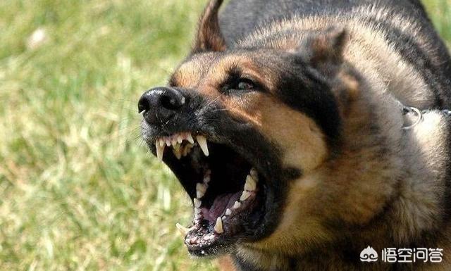 防暴犬图片:杭州碎尸案，许某某是怎样骗过了警犬的鼻子？