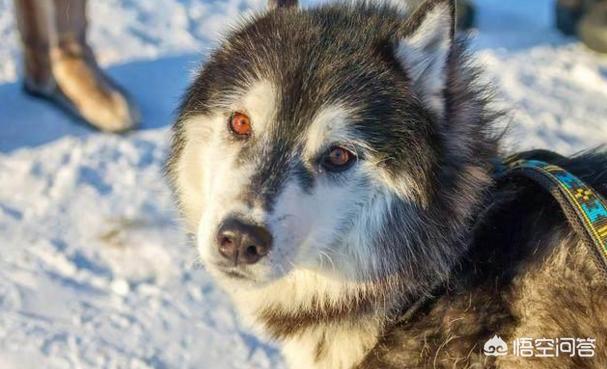 阿拉斯加犬性格脾气:阿拉斯加雪橇犬有什么优点缺点？