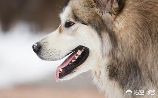 阿拉斯加雪橇犬好养吗:养八只阿拉斯加犬是什么体验？