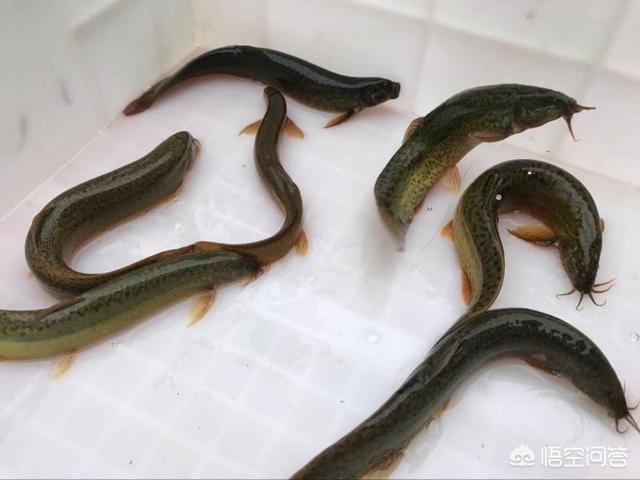 泥鳅怎么吃壮阳，好多年见不到野生泥鳅了，有什么好方法能抓到泥鳅吗