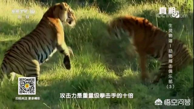 体重相当的话,老虎和熊谁的力量更强？