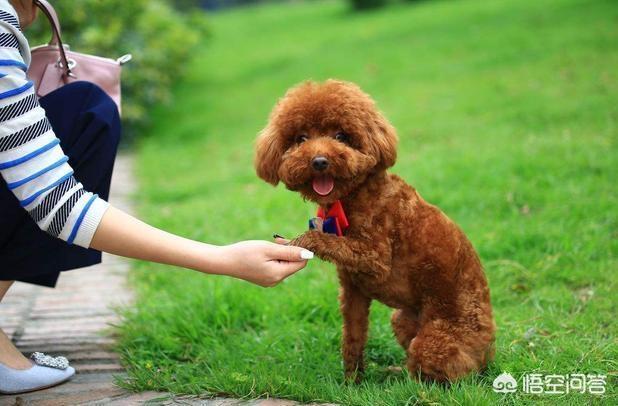 我做母狗的经历私奴:狗是不是一种奴性很强的动物？