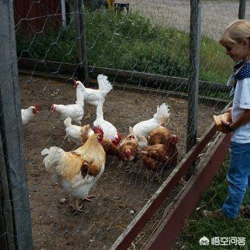 2019年白鹇鸡养殖视频:2019年养殖速成鸡前景如何，有哪些建议？