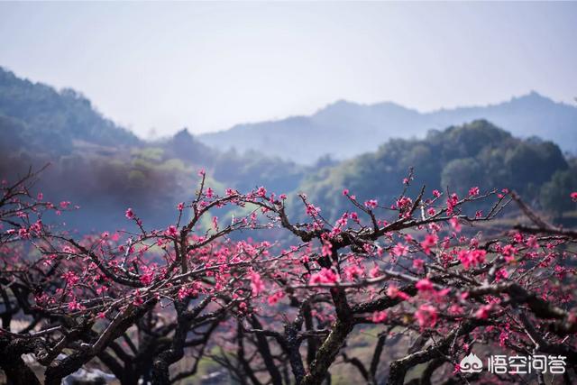 凉凉是什么意思:lol说的凉了凉了是什么意思
