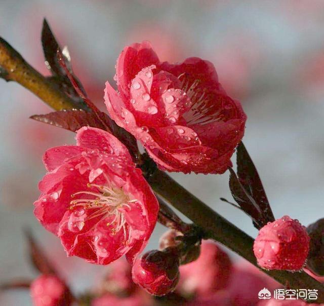 凉凉是什么意思:lol说的凉了凉了是什么意思