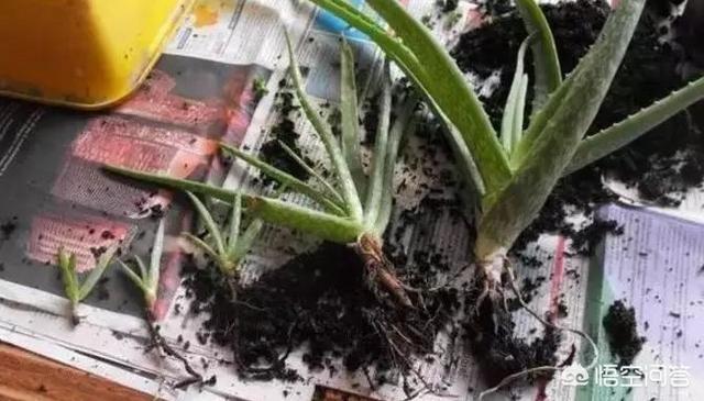 不夜城芦荟爆盆:芦荟新长的侧芽如何取出繁殖？