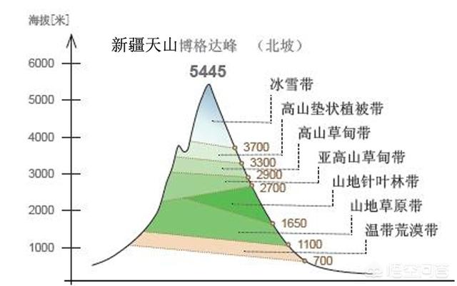 新疆的候鸟有哪些:为什么新疆的山上有大片的草地？