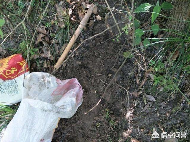 头条问答 花土是自己在外面挖的 总是结块 什么办法可以让花土不结硬块 园艺印象的回答 0赞