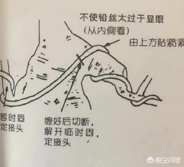 怎样种植枸杞树视频:怎样让枸杞花繁殖的果实多？