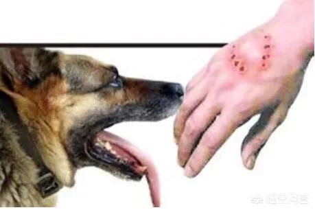 蝙蝠狂犬病的潜伏期:狂犬病十日观察法靠谱吗？