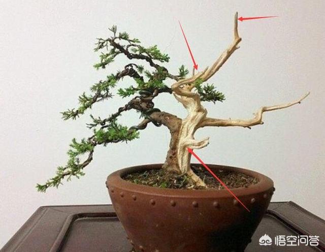 舍利是什么:盆景制作中的舍利指的是什么？