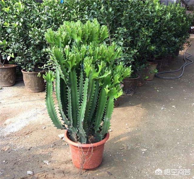巴西龙骨受冻图片:巴西龙骨开花的图片 龙骨叶子黄了是怎么回事？