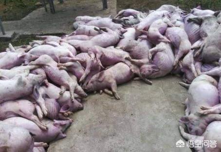 中国网锦鸡养殖场:我想合作养鸡，请问哪里有正规的养殖公司？