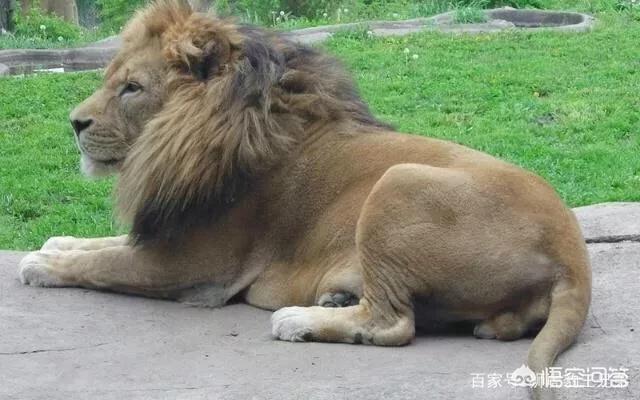 东北虎秒杀藏獒:老虎真的打不过狮子吗？为什么？