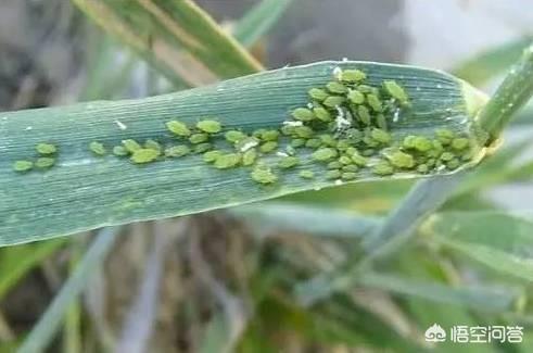 西瓜蚜虫怎么防治:春季是蚜虫大爆发的季节，如何防微杜渐？
