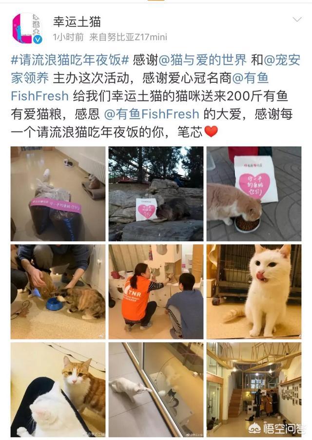 幸运土猫基地:幸运土猫电话 猫与爱的世界的请流浪猫吃年夜饭的活动，现在进行到什么程度了？