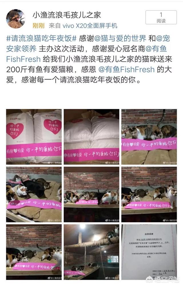 幸运土猫基地:幸运土猫电话 猫与爱的世界的请流浪猫吃年夜饭的活动，现在进行到什么程度了？