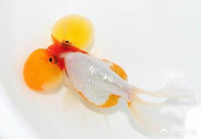 水泡金鱼的饲养方法:什么样的水泡金鱼才是算好的？