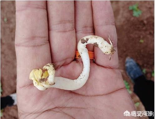 花生胚茎太长有何坏处?(4个回答)